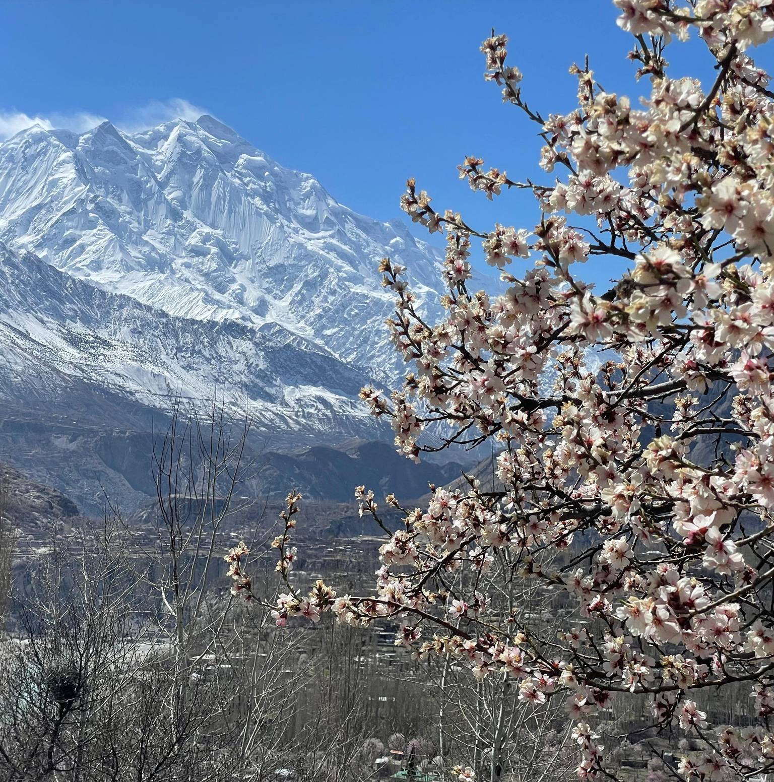 Astore Valley Spring Blossom Tour - Image 1