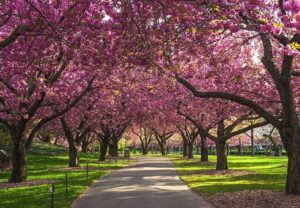 blossomin-skardu